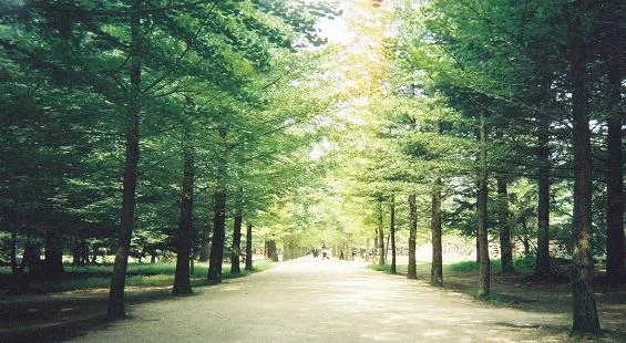 Tree-lined lane on Nami Island in Gangwon, South Korea